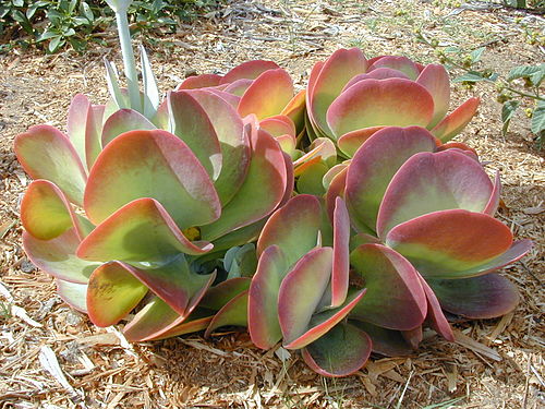 Kalanchoe tetraphylla